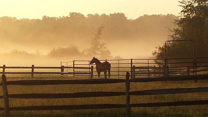 Bonnie's Guesthouse @ Peridot Equine Sanctuary